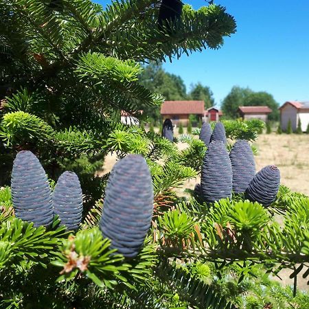 Отель Paeevatalu Camping Vilusi Экстерьер фото